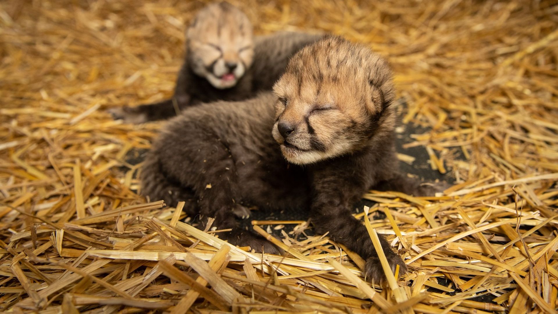 Two cheetah cubs with their eyes closed sit in a bed of straw