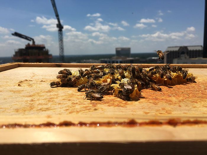 Cloisters bees in uptown