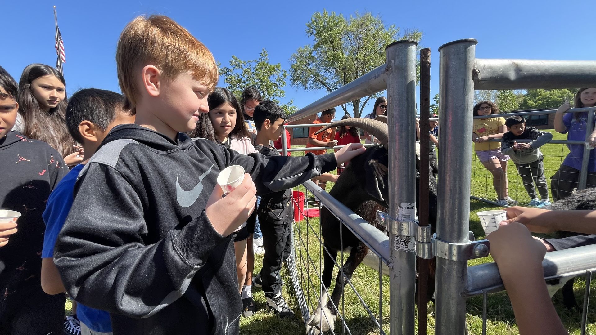 Students feed Clive Greenbelt goats