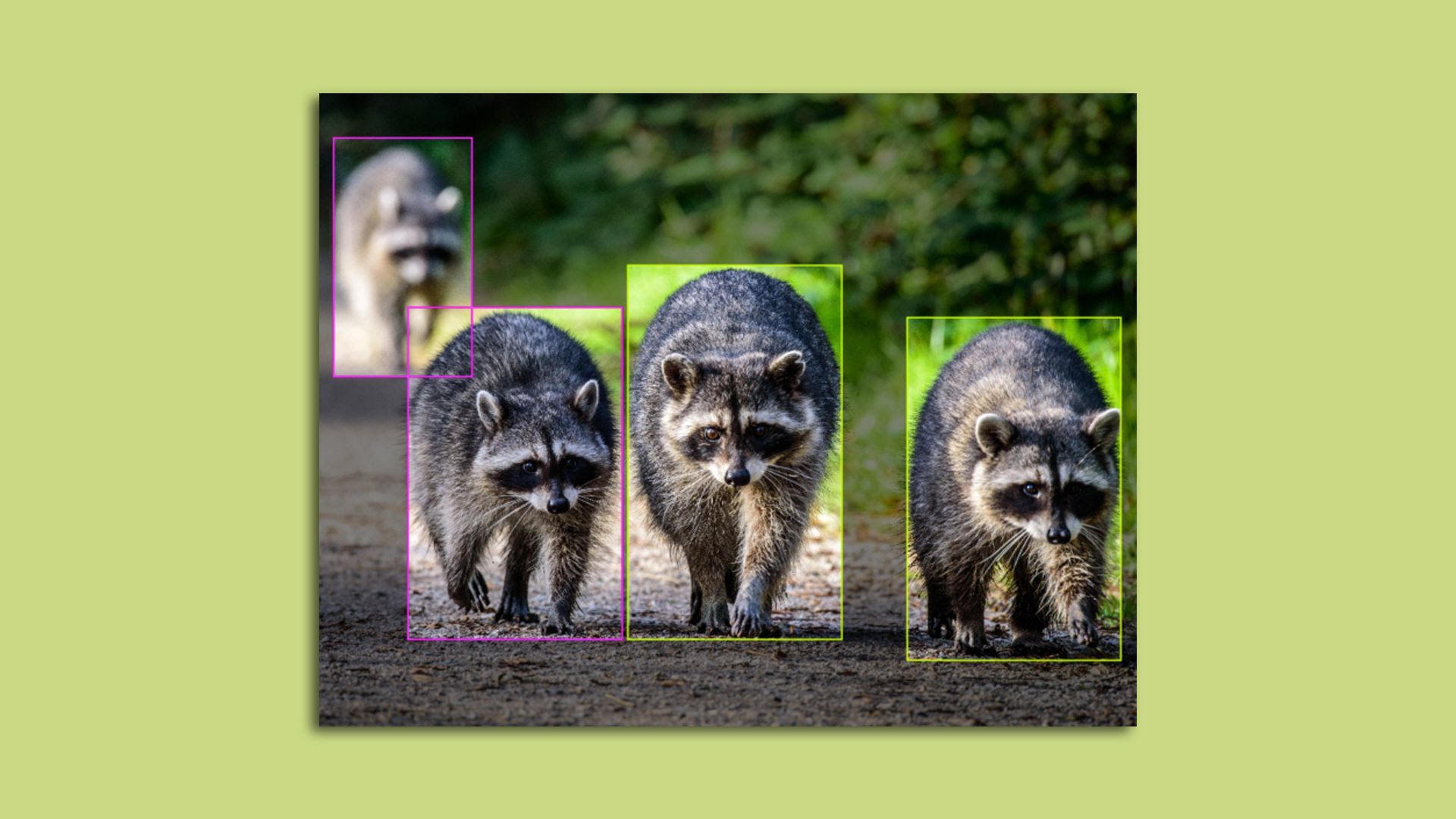 Computer vision technology tracks raccoons.
