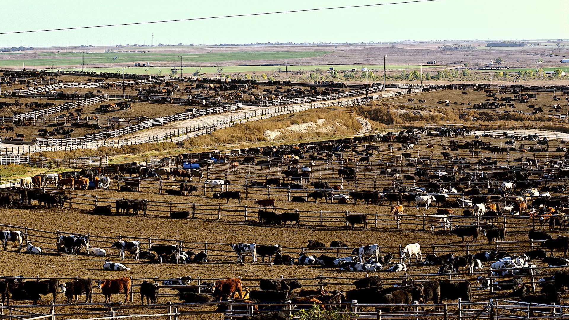 Cattle feedlot in Kansas.