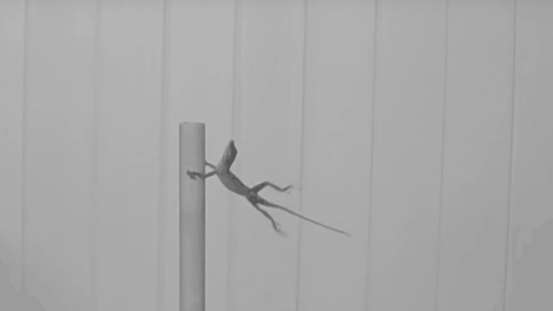 An anole lizard struggles to hold on to a perch in high winds during an experiment.