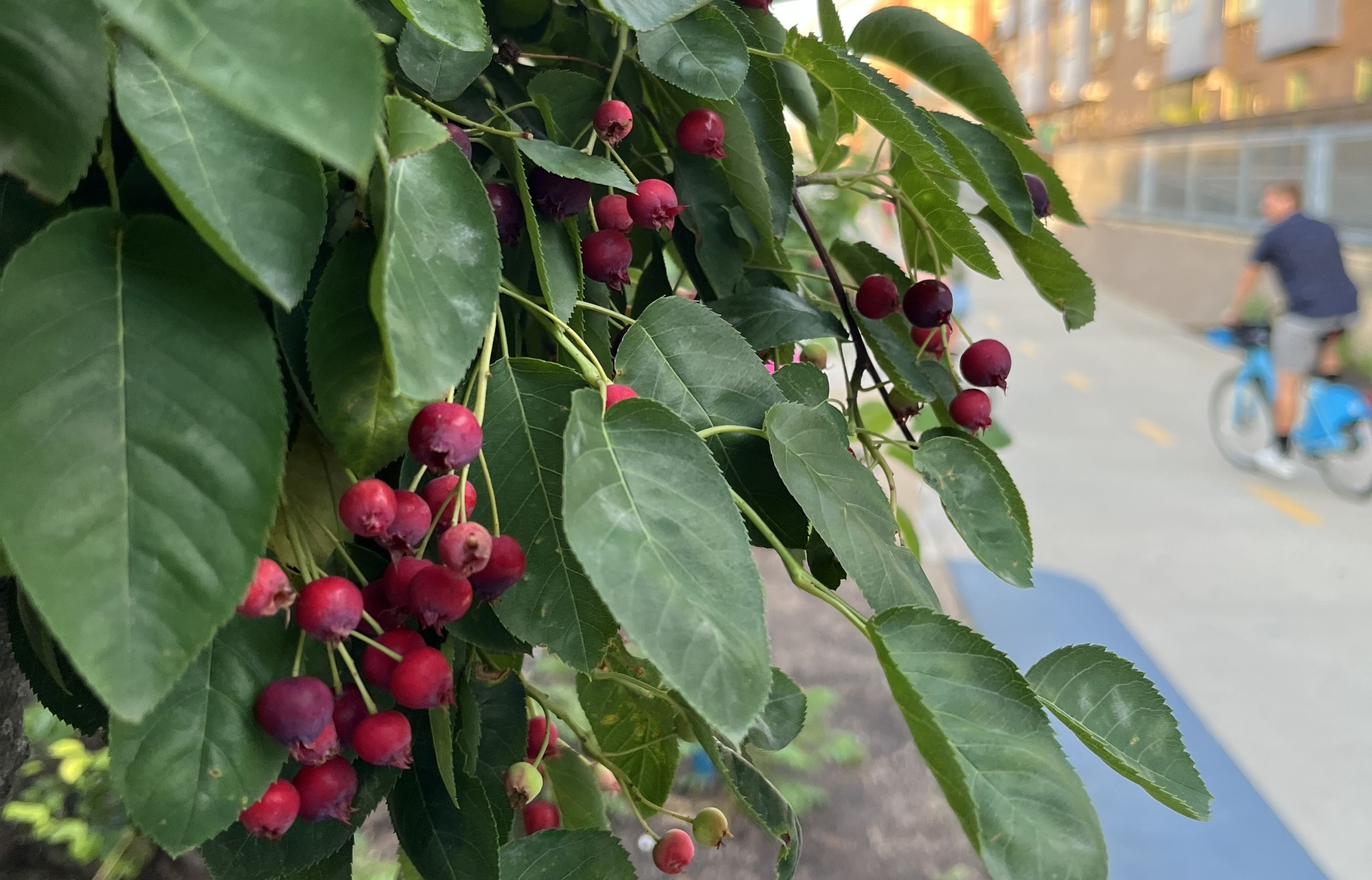berries on a tree 