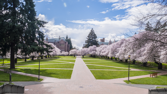 University of Washington website helps plan for best cherry blossom ...