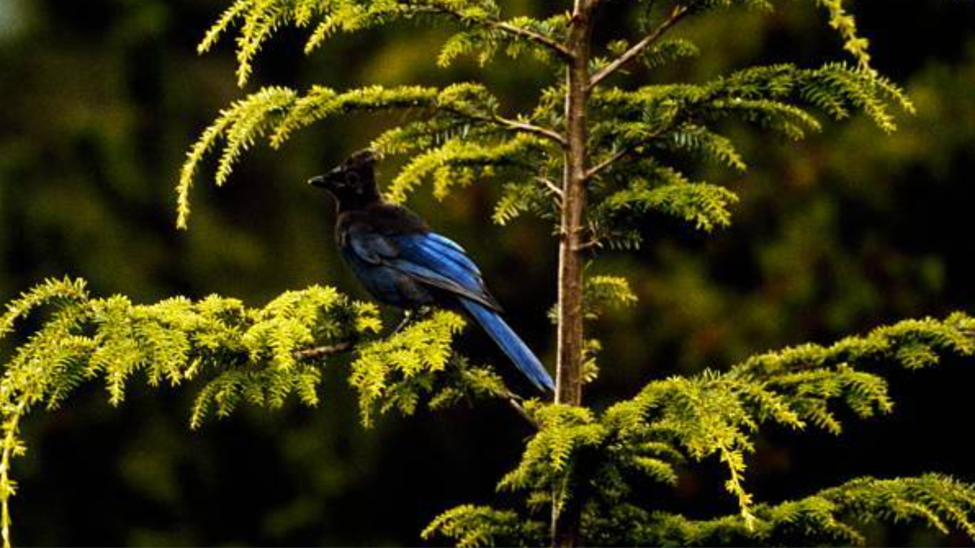 Bird on a tree, with blue feathers