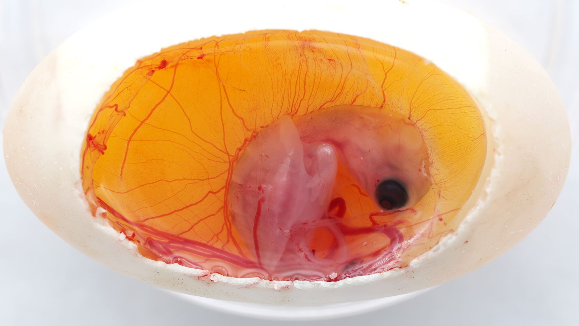 A turtle embryo