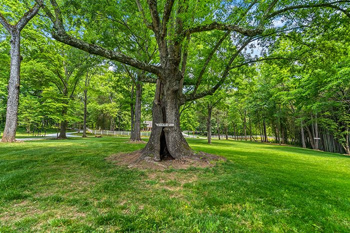 7210 Sample Road main house woods