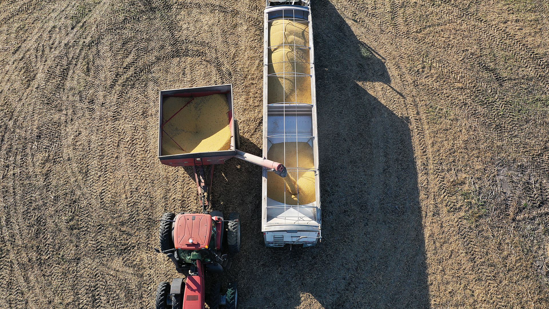 A photo of a soybean field.