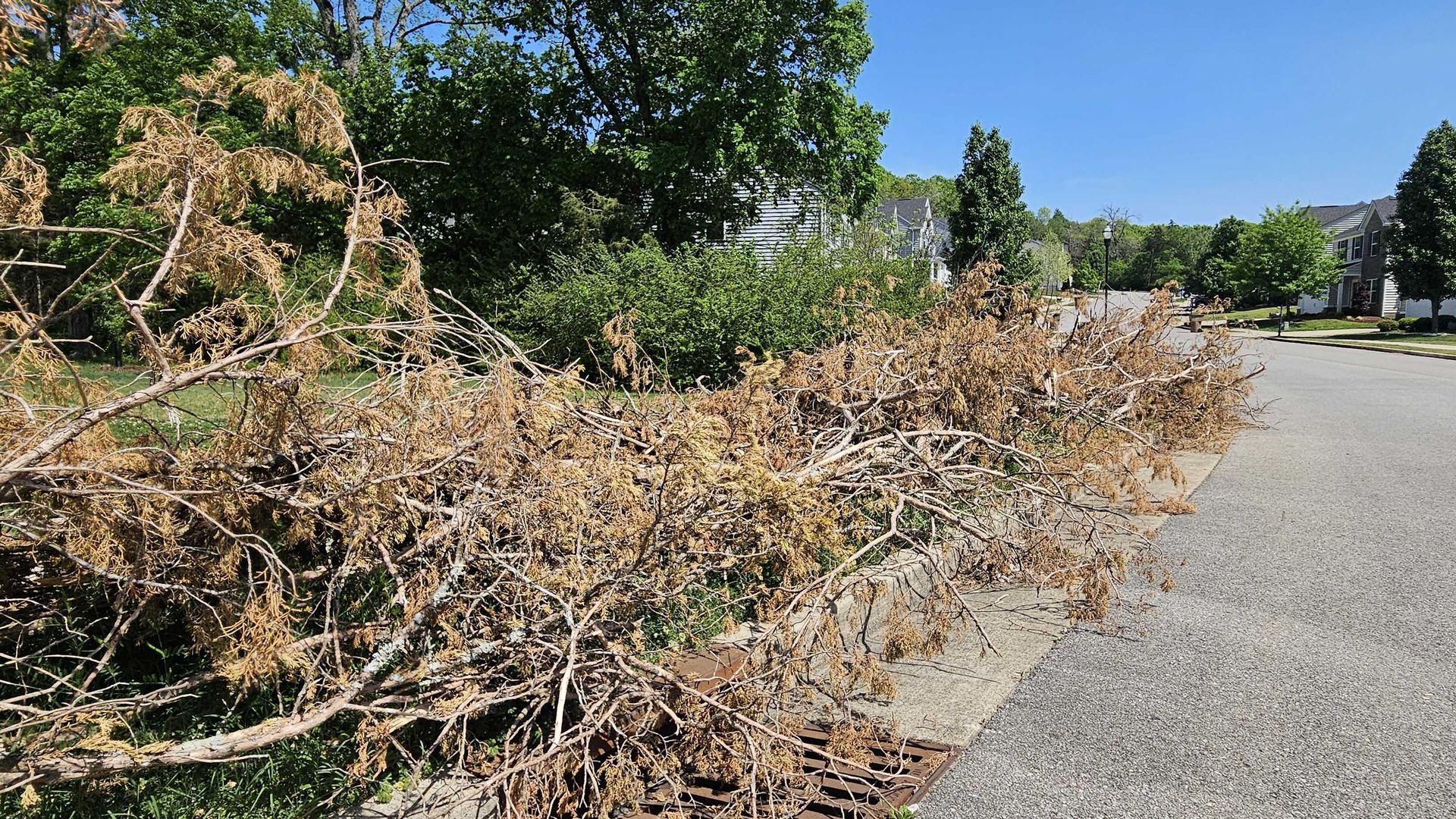 Sunlit suburban street with a large pile of brown, dried branches by the curb and a storm drain grate; green trees and beige houses line the background under a clear blue sky.