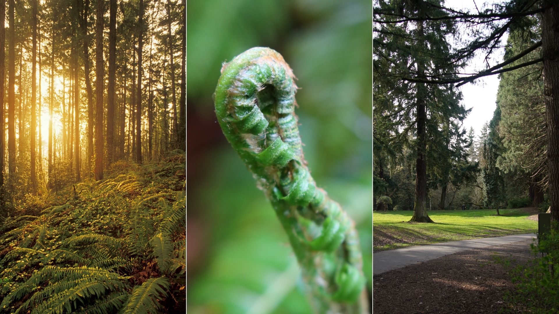 Triptych collage: left a sunlit forest with tall trunks and ferns, center a close-up of a curled green fern fiddlehead, right a park-like grove with tall trees and a path.
