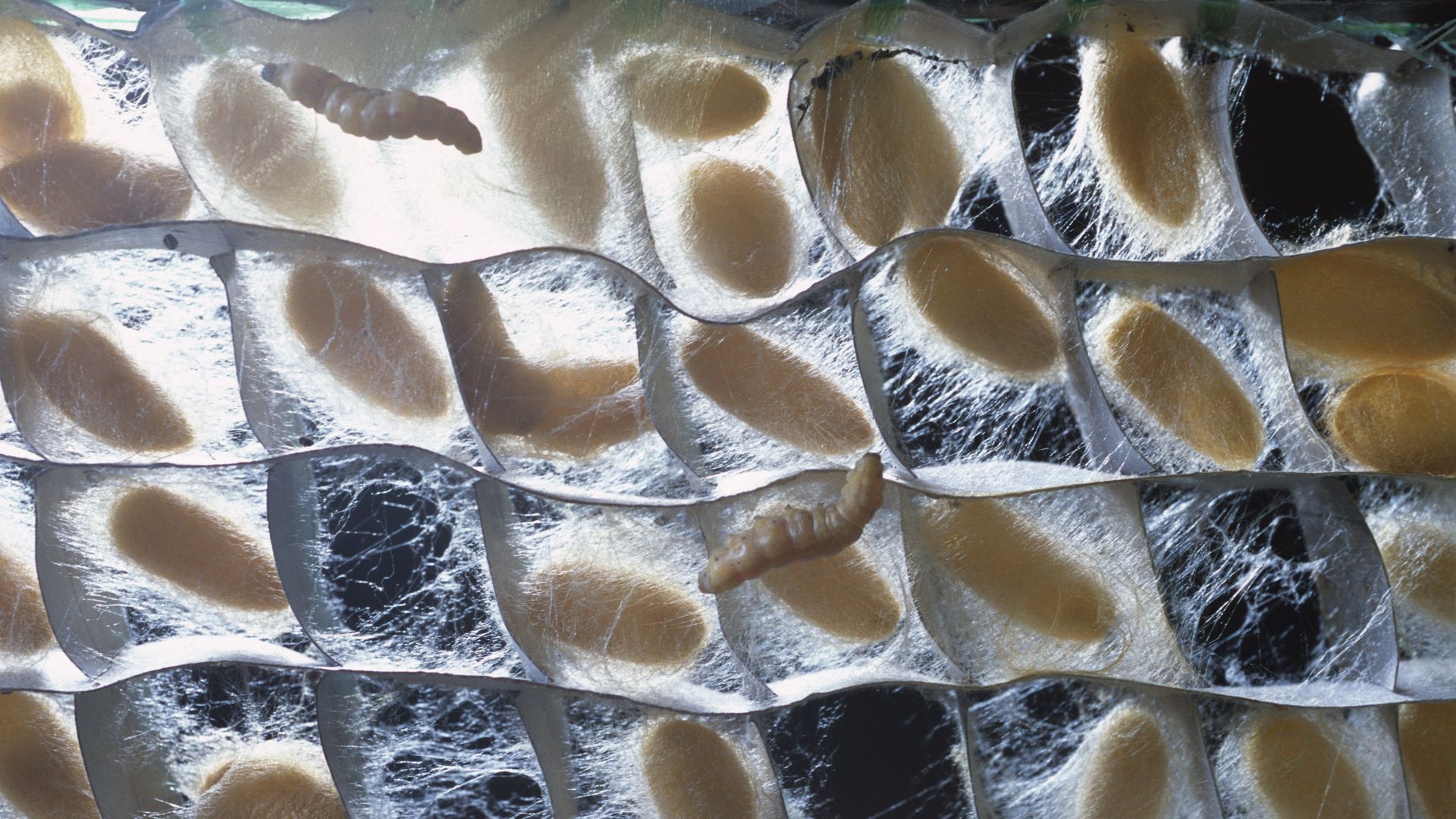 Silkworm cocoon photo.