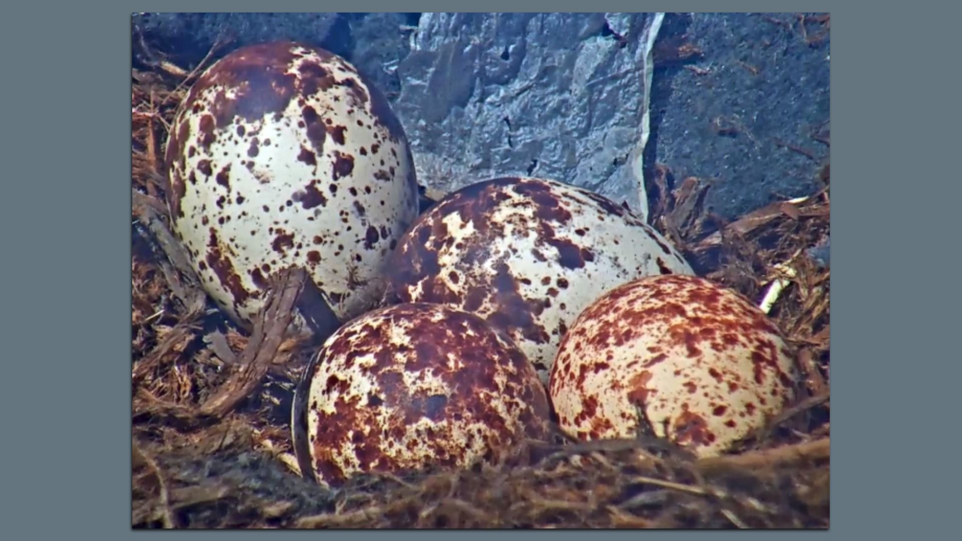 Four large, white eggs speckled with brown lie in a nest of dried leaves and sticks.
