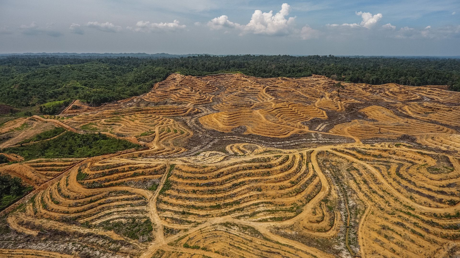 New illegal palm oil plantation seen inside the 'Buffer Zone' region or the boundary of the Leuser ecosystem adjacent to Aceh Tamiang district, Aceh, Indonesia on June 06, 2018.