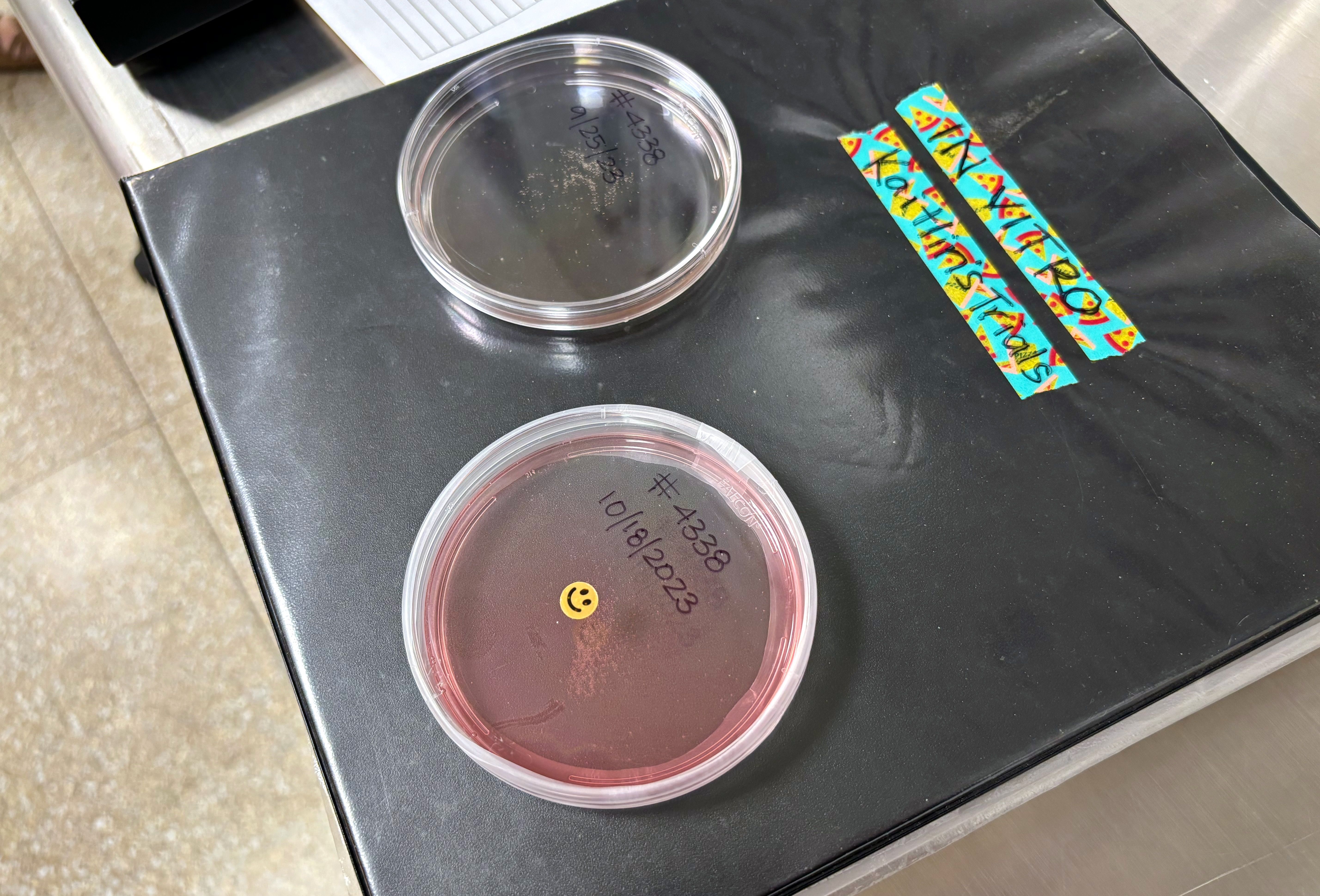 Two petri dishes resting on a binder that says "In vitro - Kaitlin's trials"