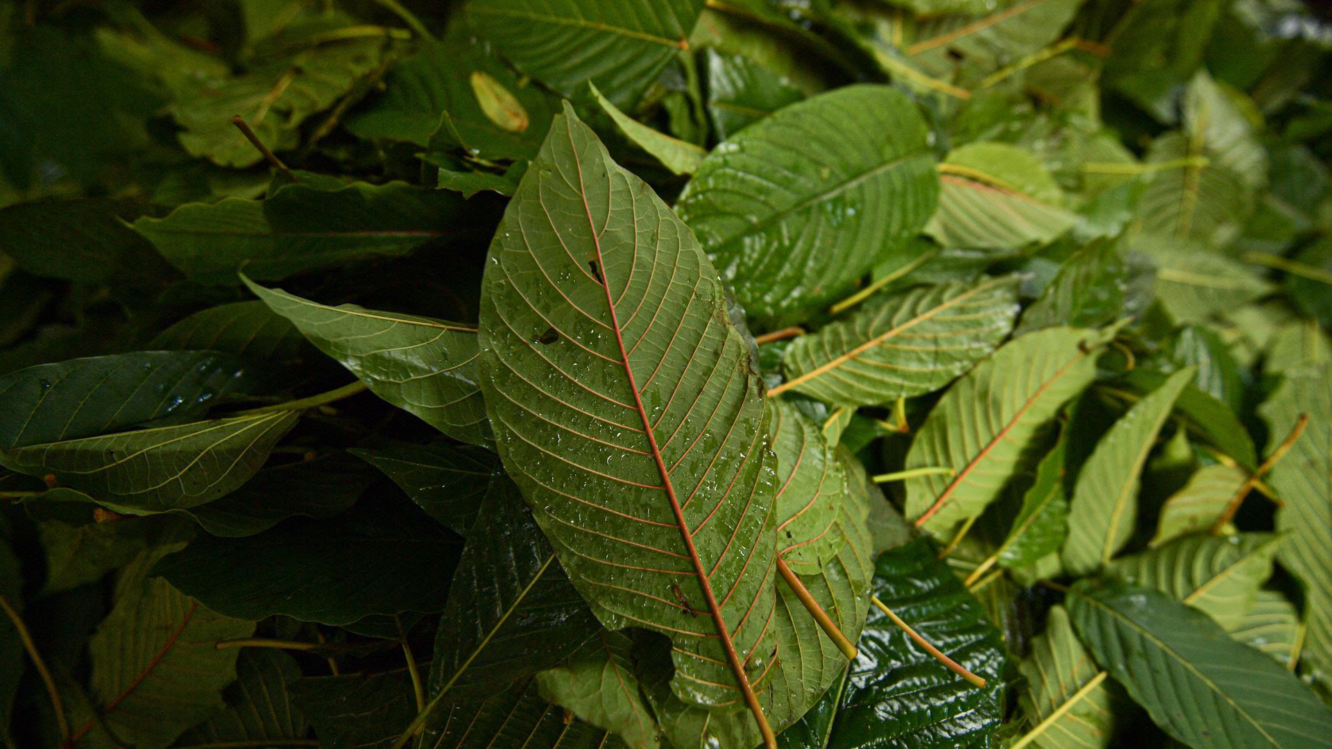 A pile of kratom leaves. 
