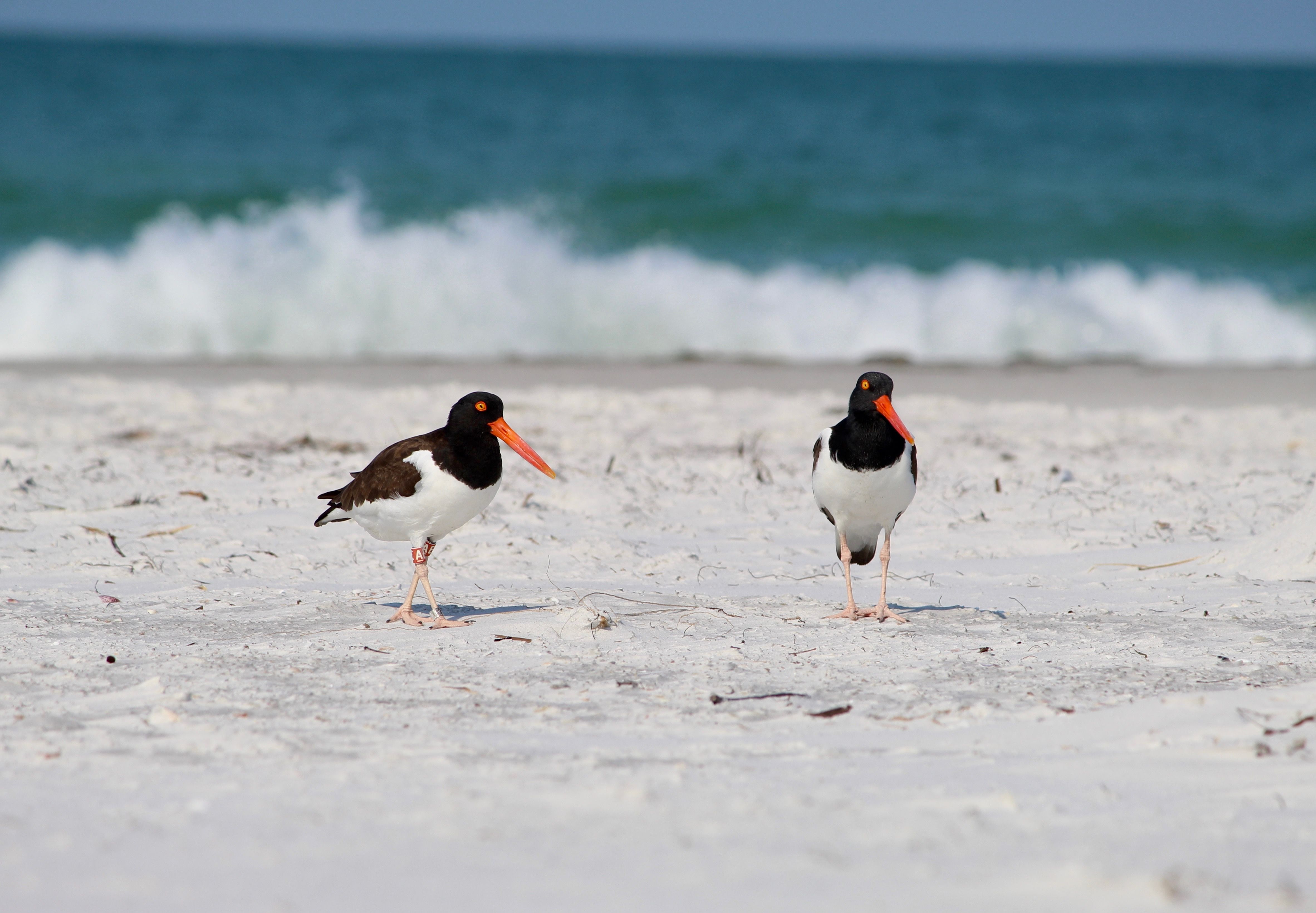Two black-and-white oystercatchers with bright orange beaks stand on a white sandy beach as blue-green waves roll in behind them.