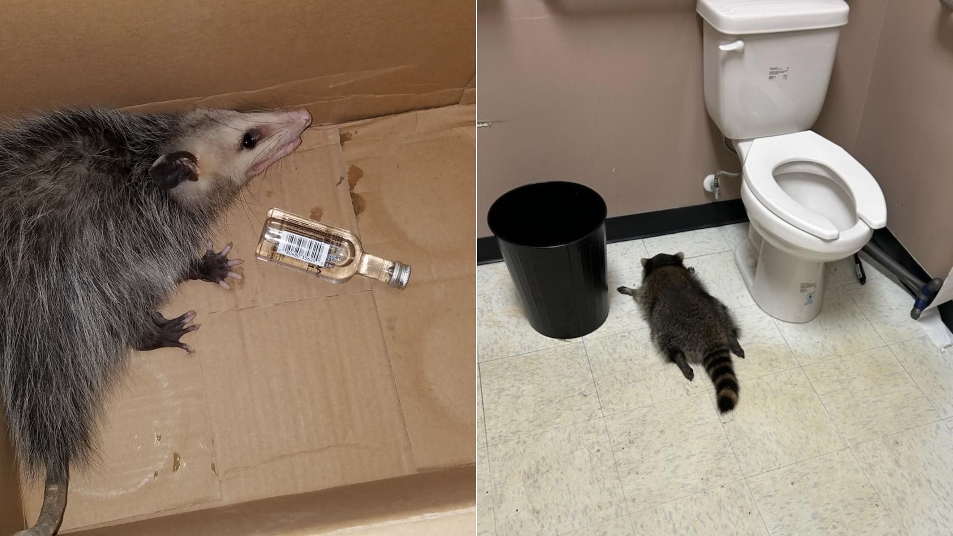 Left image shows an opossum lying in a cardboard box next to a small empty bottle; right shows a raccoon lying on a tile floor beside a white toilet and black trash can in a beige room.