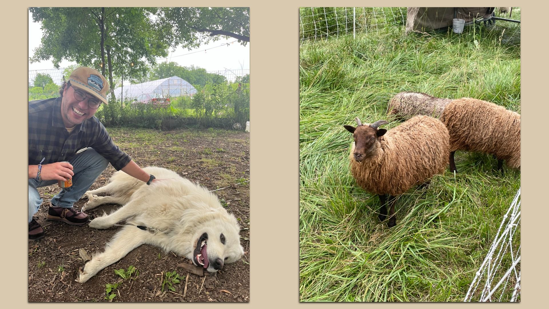 Two-panel photo: left shows a smiling man in a tan cap and plaid shirt kneeling beside a large white dog outdoors; trees and a greenhouse in the background. Right shows two brown sheep in tall grass near a wire fence.