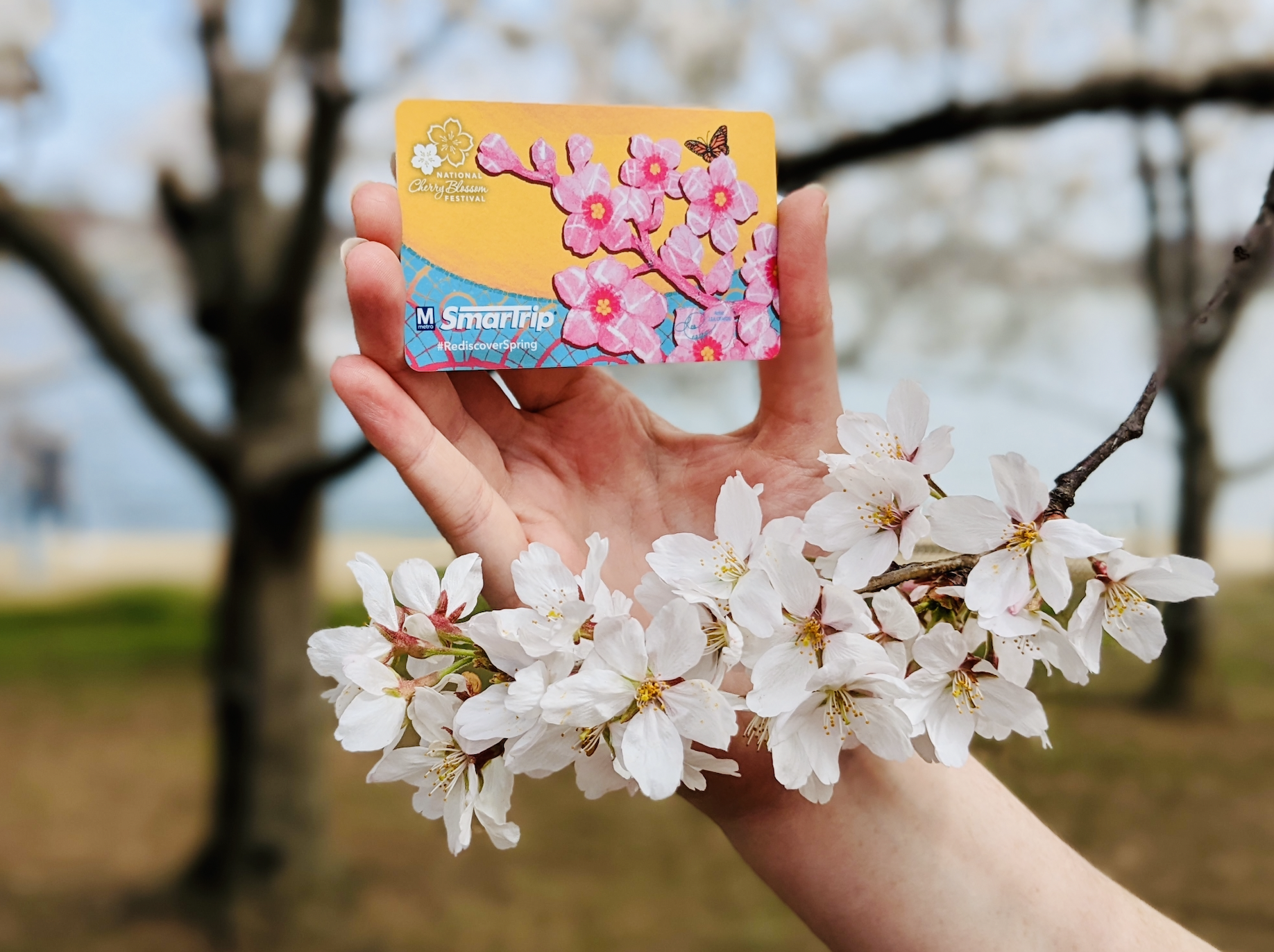 DC's National Cherry Blossom Festival 2022: Key Event Dates – NBC4