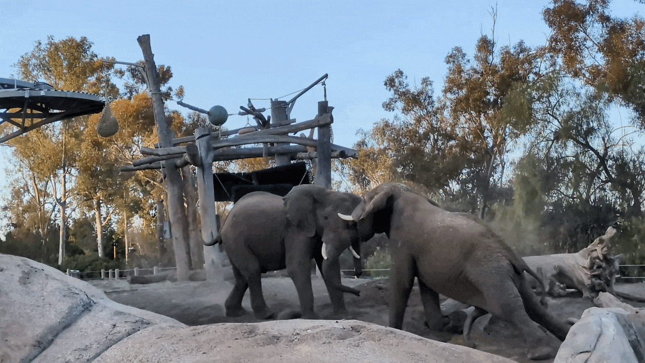 Two elephants face each other in a dusty zoo enclosure, trunks intertwined near a wooden climbing structure; rocks and trees line the scene under a clear blue sky.