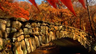 Fall foliage in Rock Creek Park.