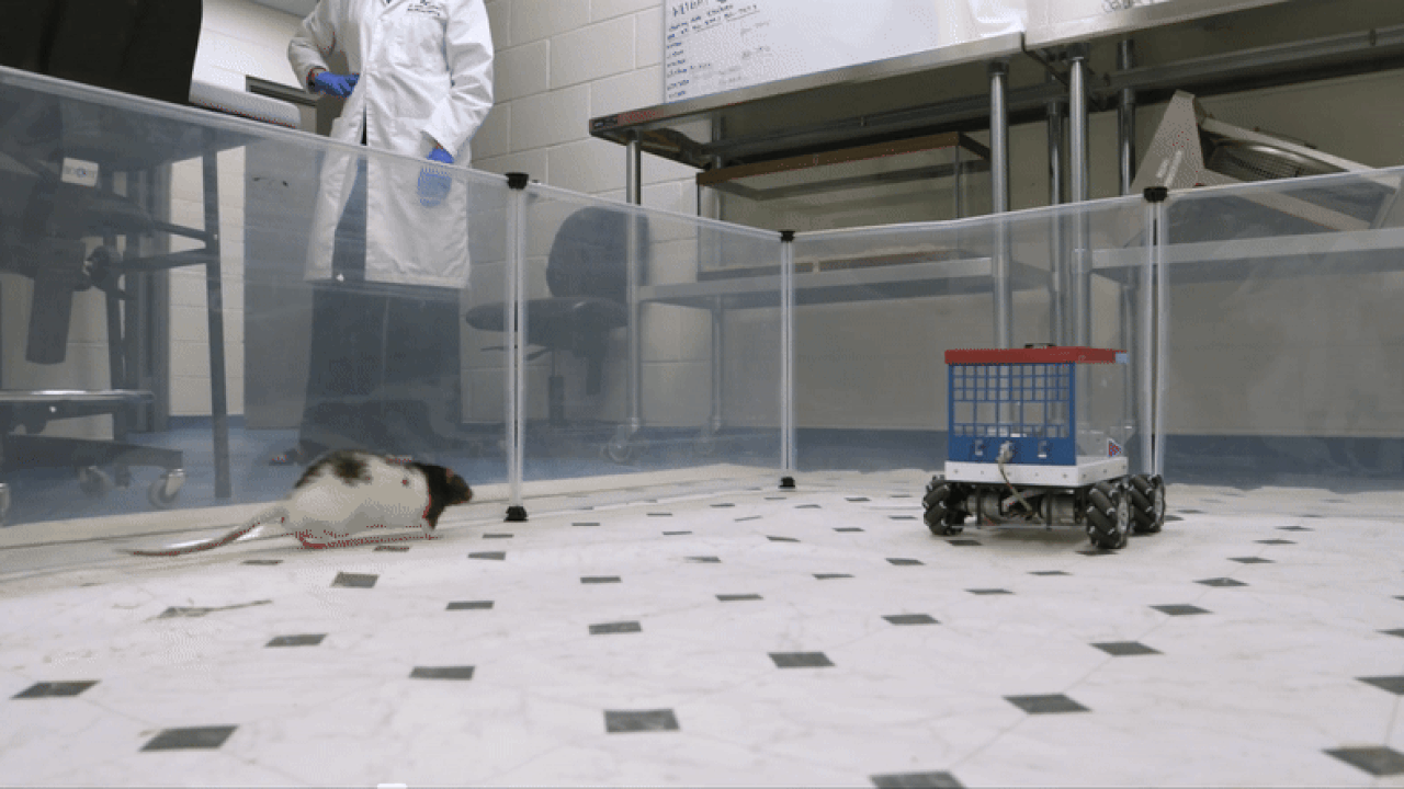 a rat driving a tiny rat car