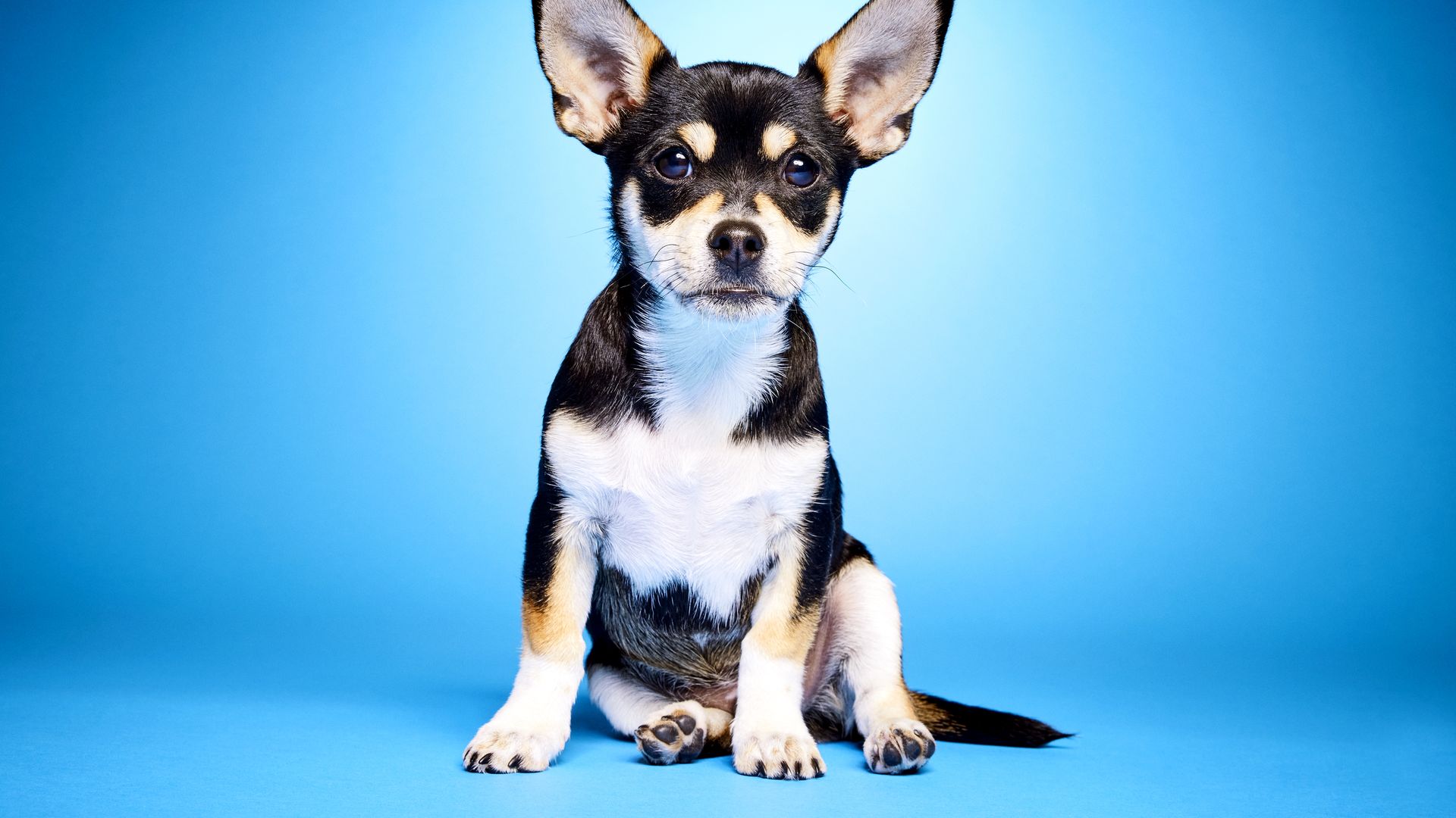 A small black and white chihuahua called Max, aka Big Man, sits in front of a blue blackdrop for a photo