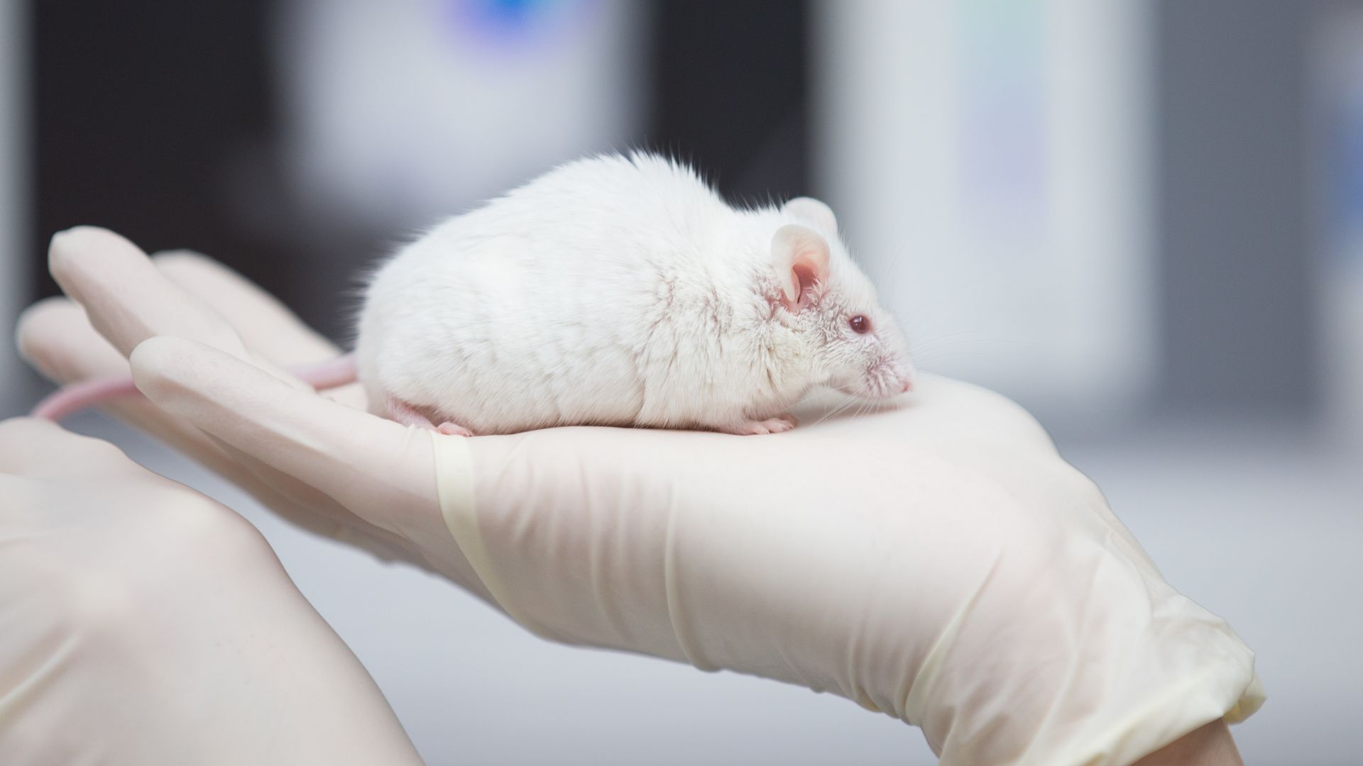 a research mouse in the palm of a researcher's hand