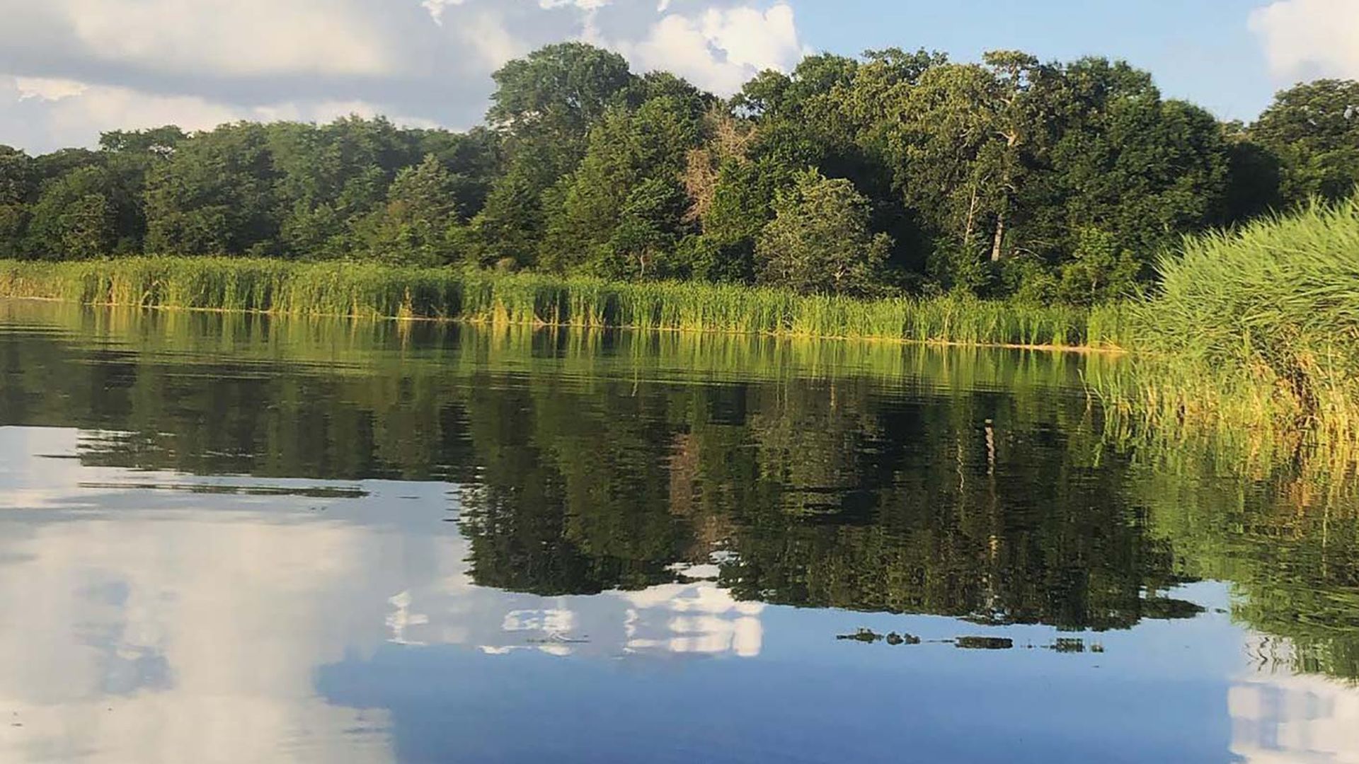 A beautiful lake, surrounded by trees. The water is placid and the sawgrass around the water is tall.