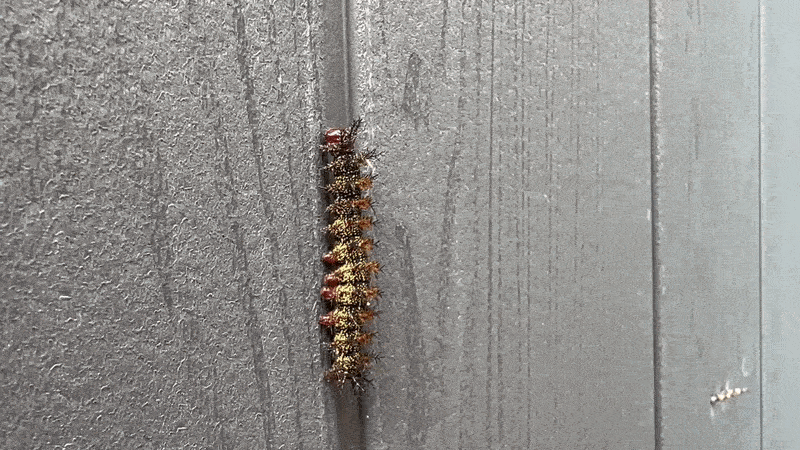 Image shows a buckmoth caterpillar climbing a fence.