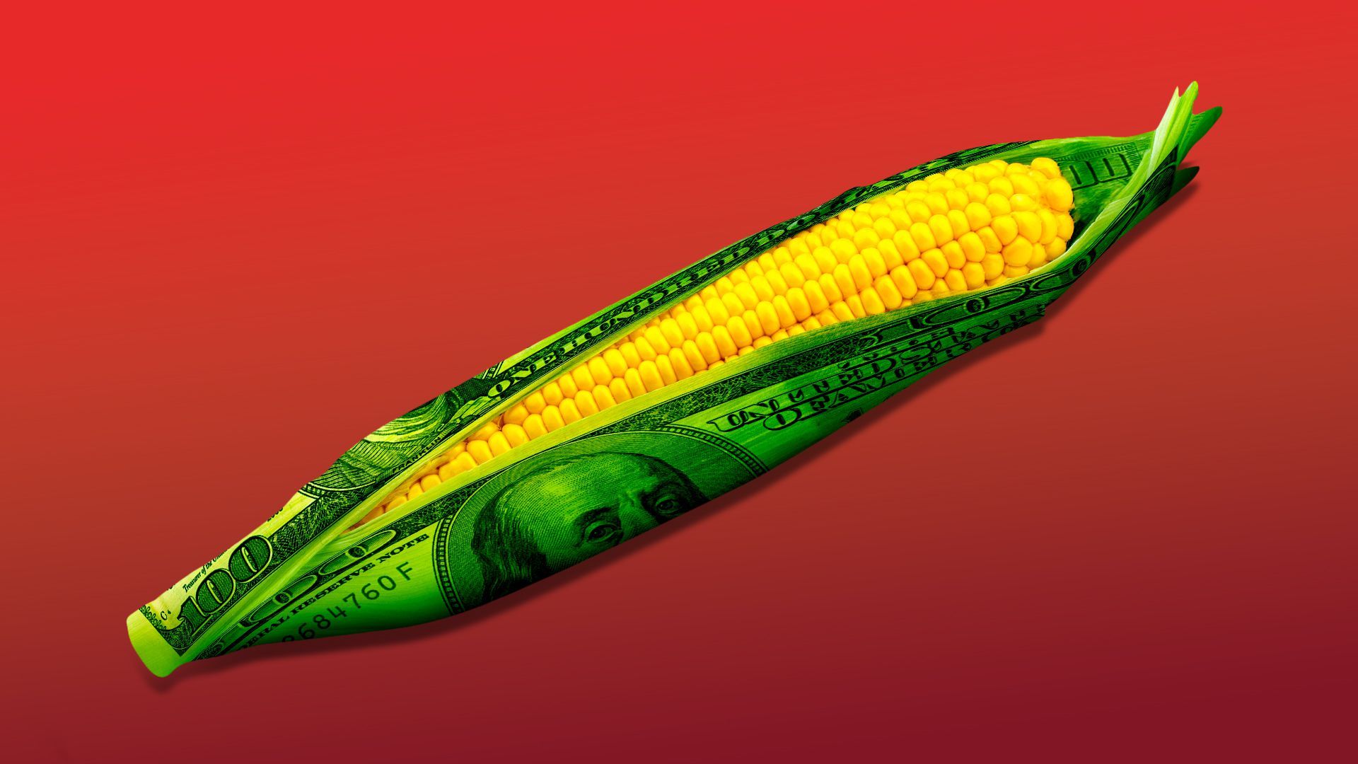 Illustration of an ear of corn with hundred dollar bills as the husk. 
