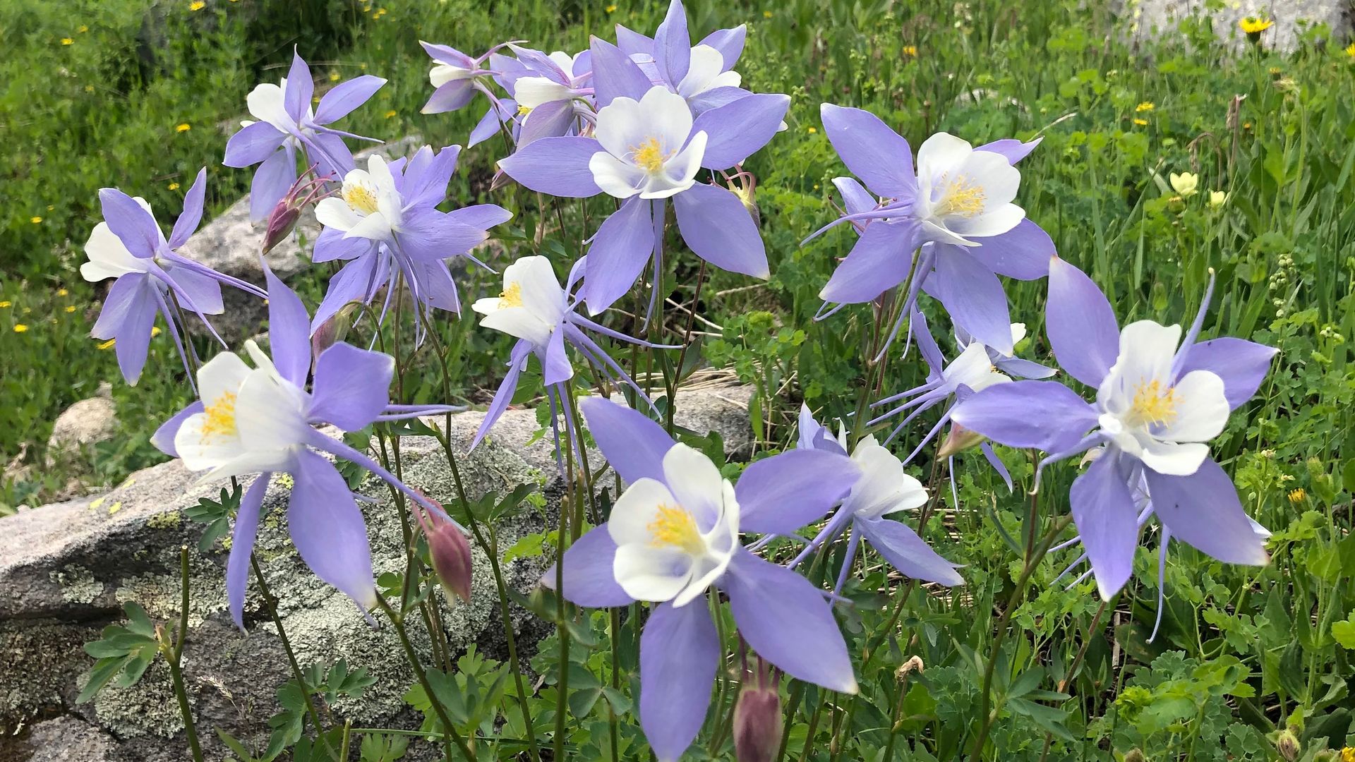 Colorado blue columbines along the Frying Pan River outside Basalt on July 3. Photo: John Frank/Axios Denver