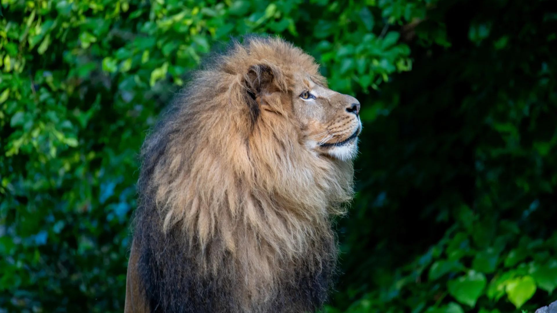 A lion