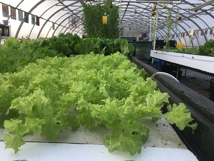 rows-of-greens-at-garinger-High-School