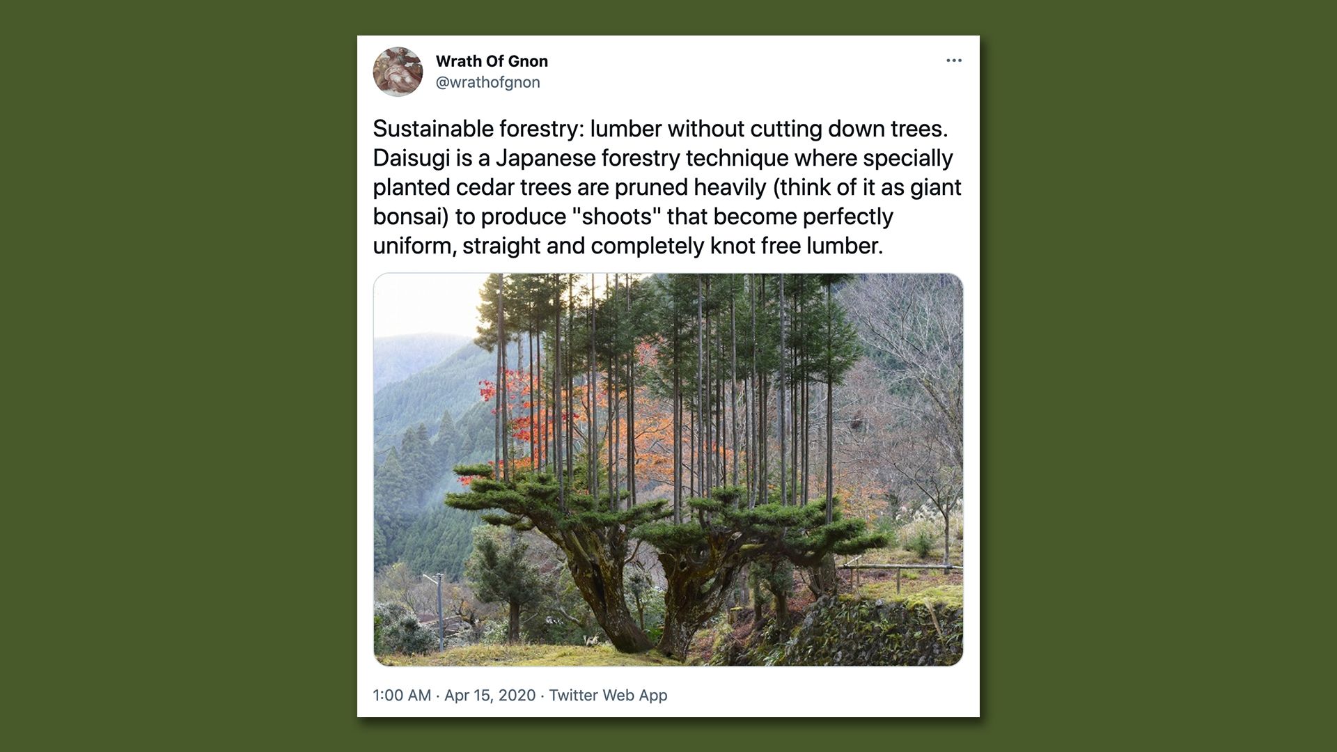 Photo of a tweet about the Japanese practice of Daisugi, in which trees are grown on top of trees. 