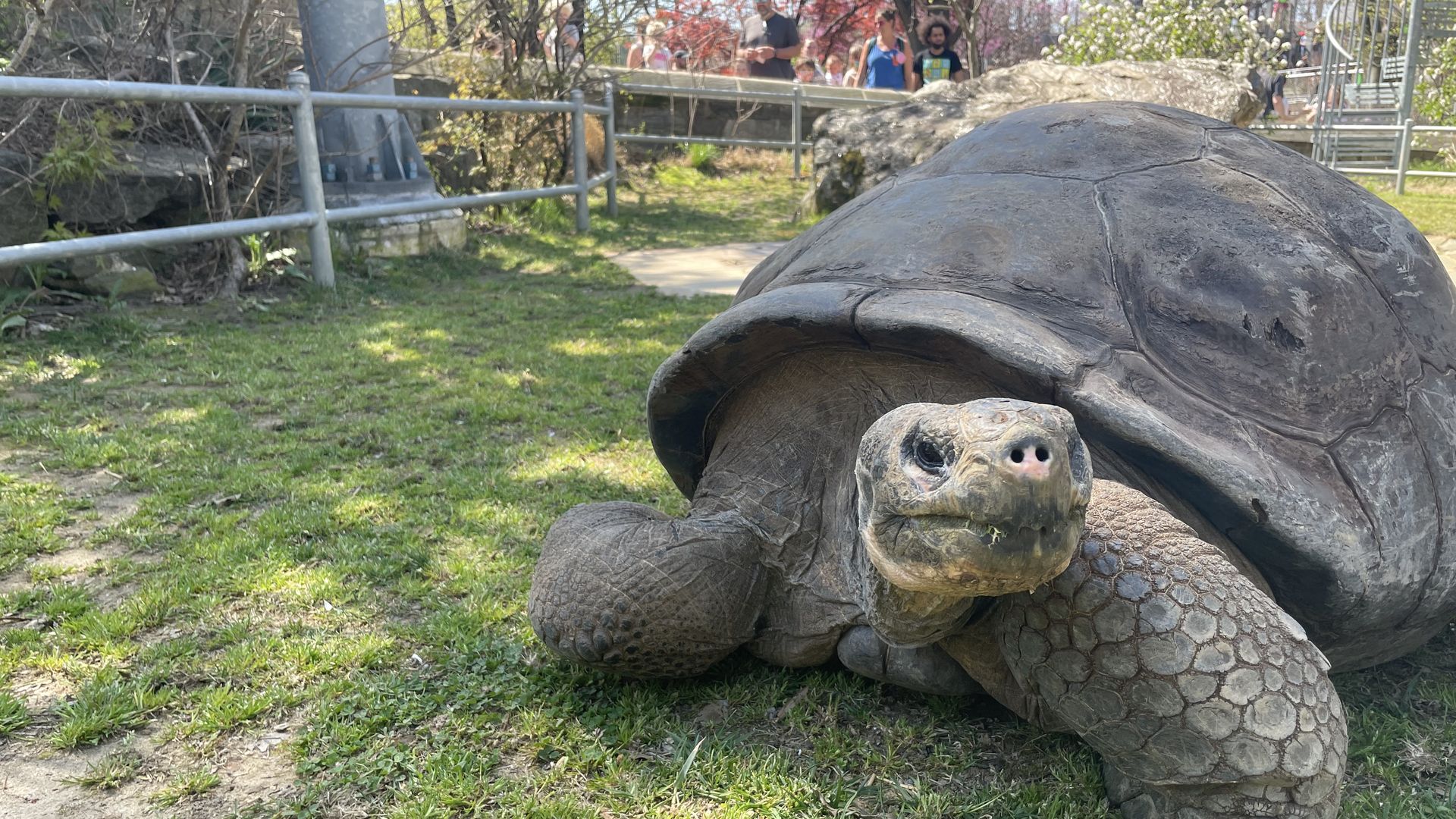 Close-up of a Mommy, Philly's beloved tortoise, on grass with a metal fence and people in the background.