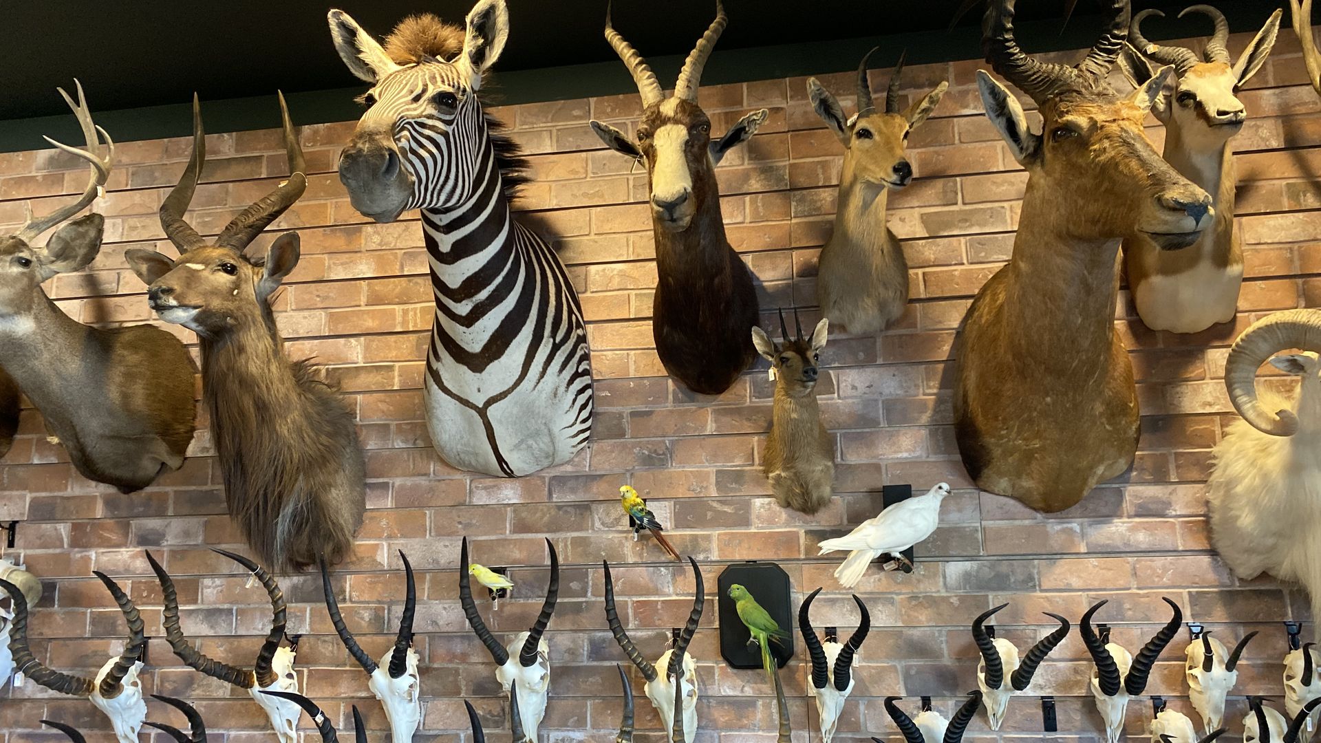 Heads from deers, zebras, rams and other horned animals mounted on a brick wall.