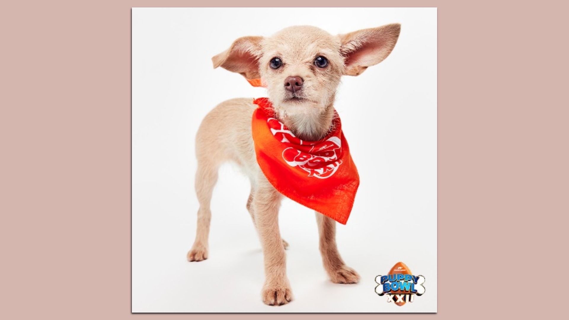 Small light tan puppy with large ears wearing a red bandana, standing on a white background with a Puppy Bowl XXII logo in the bottom right corner.