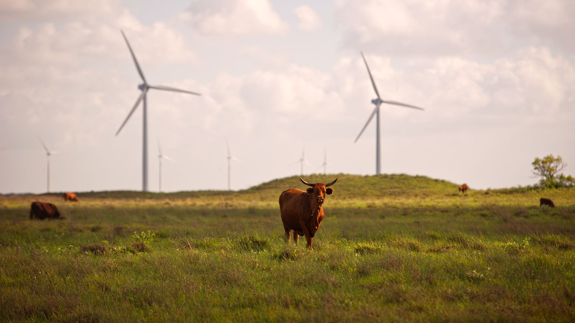 Avangrid wind power project in Texas