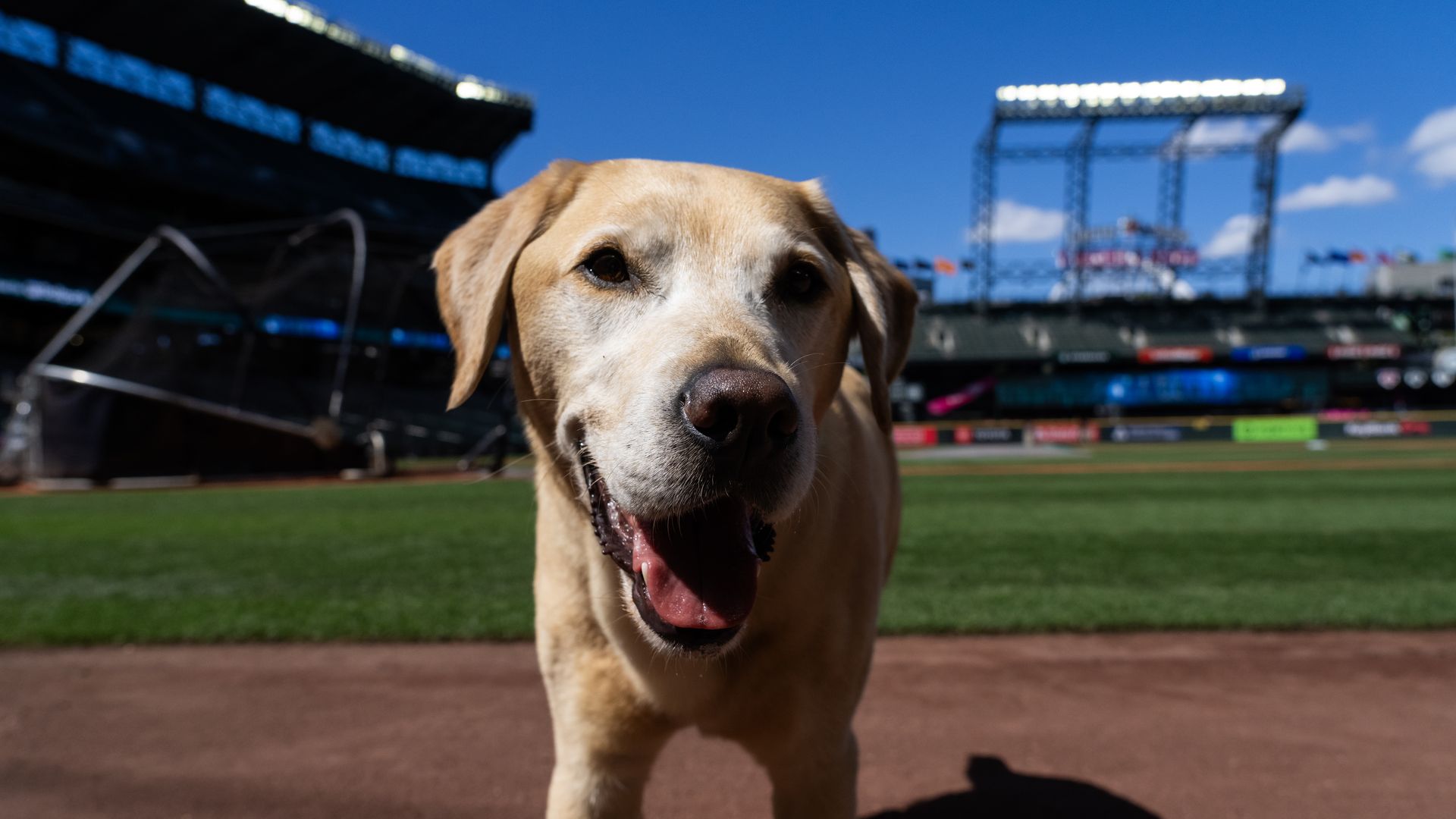 A golden lab retriever mix dog is the Mariners' clubhouse pup. 
