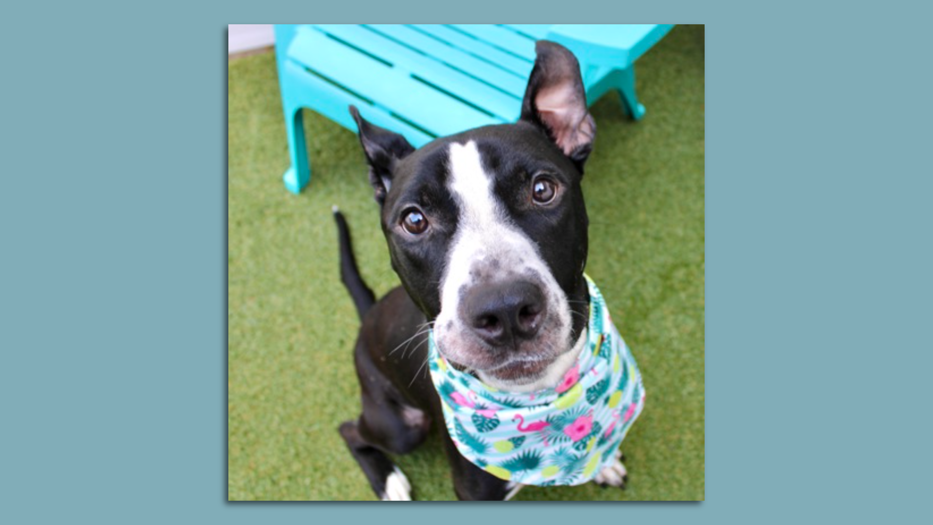 A black dog with a white snout and white paws wearing a flamingo-patterned bandana looking up into the camera.