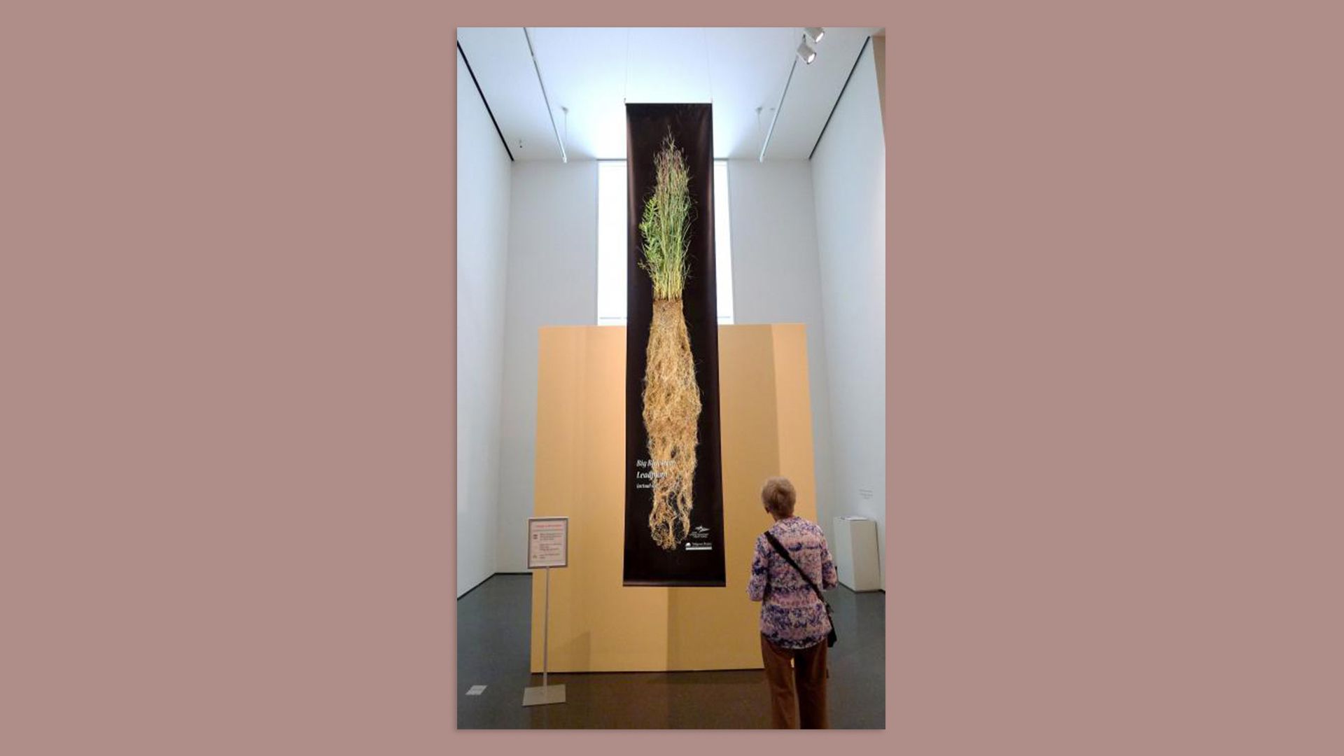 A photo of prairie grass roots.