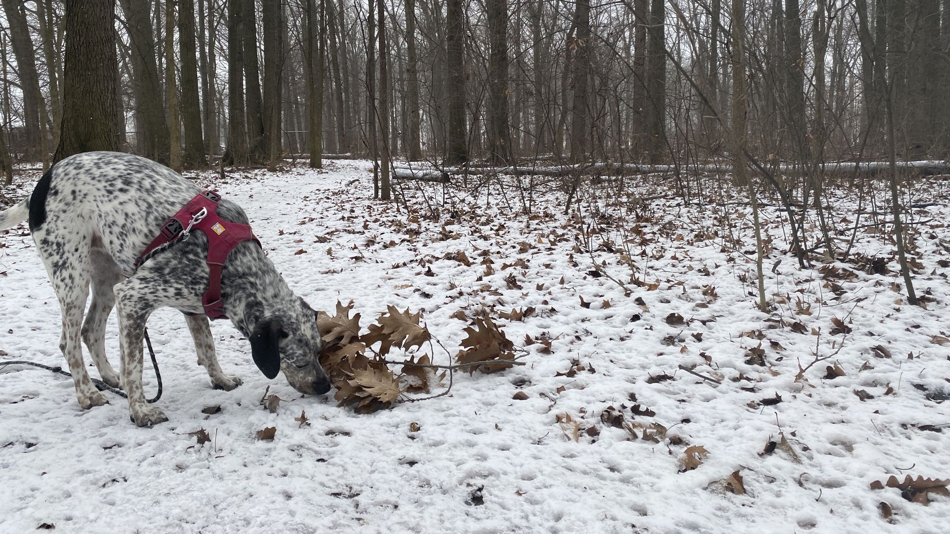 A dog sniffs around leaves in the snow.