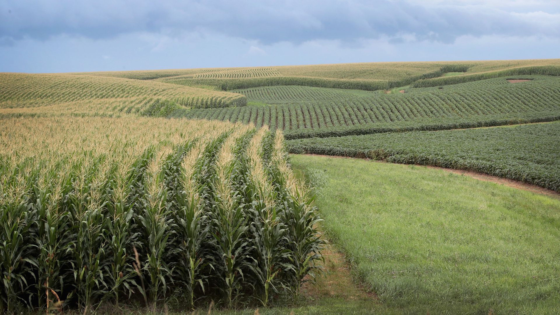 A photo of a crop field