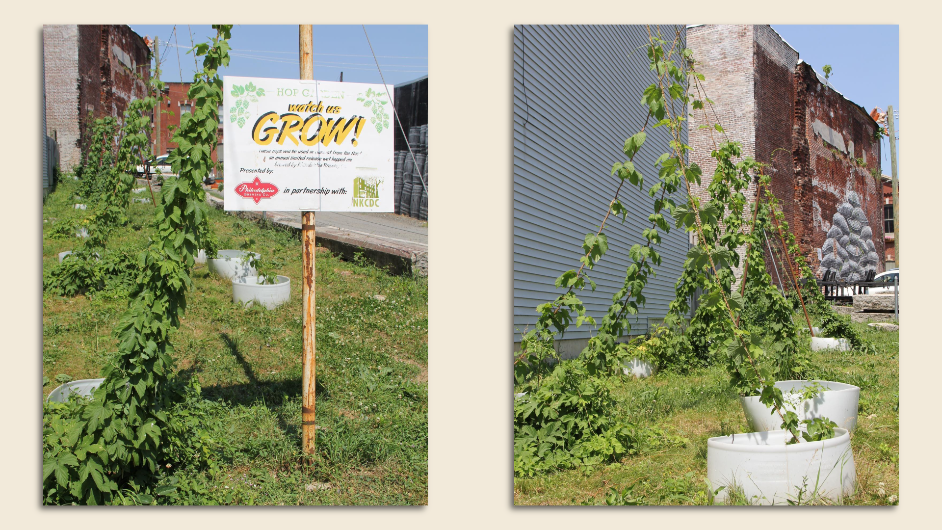 Hops growing on a bine