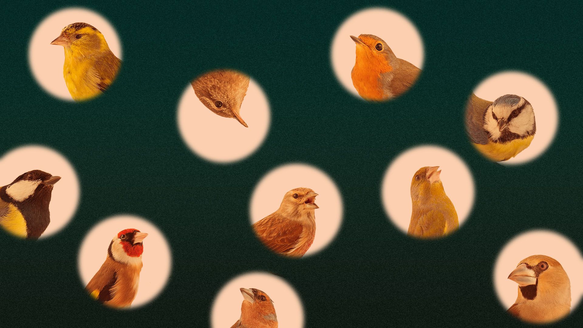 Illustration of a birds peeking through viewfinder holes in a green landscape