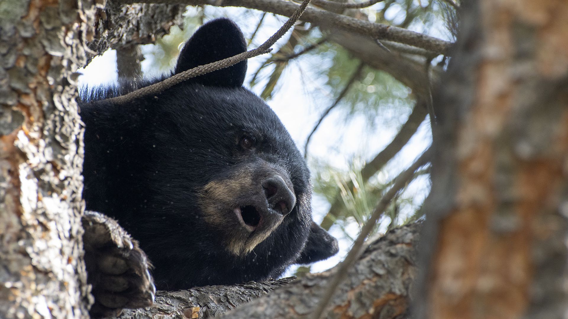A black bear in a tree near C-470 and South Platte Canyon Road. 