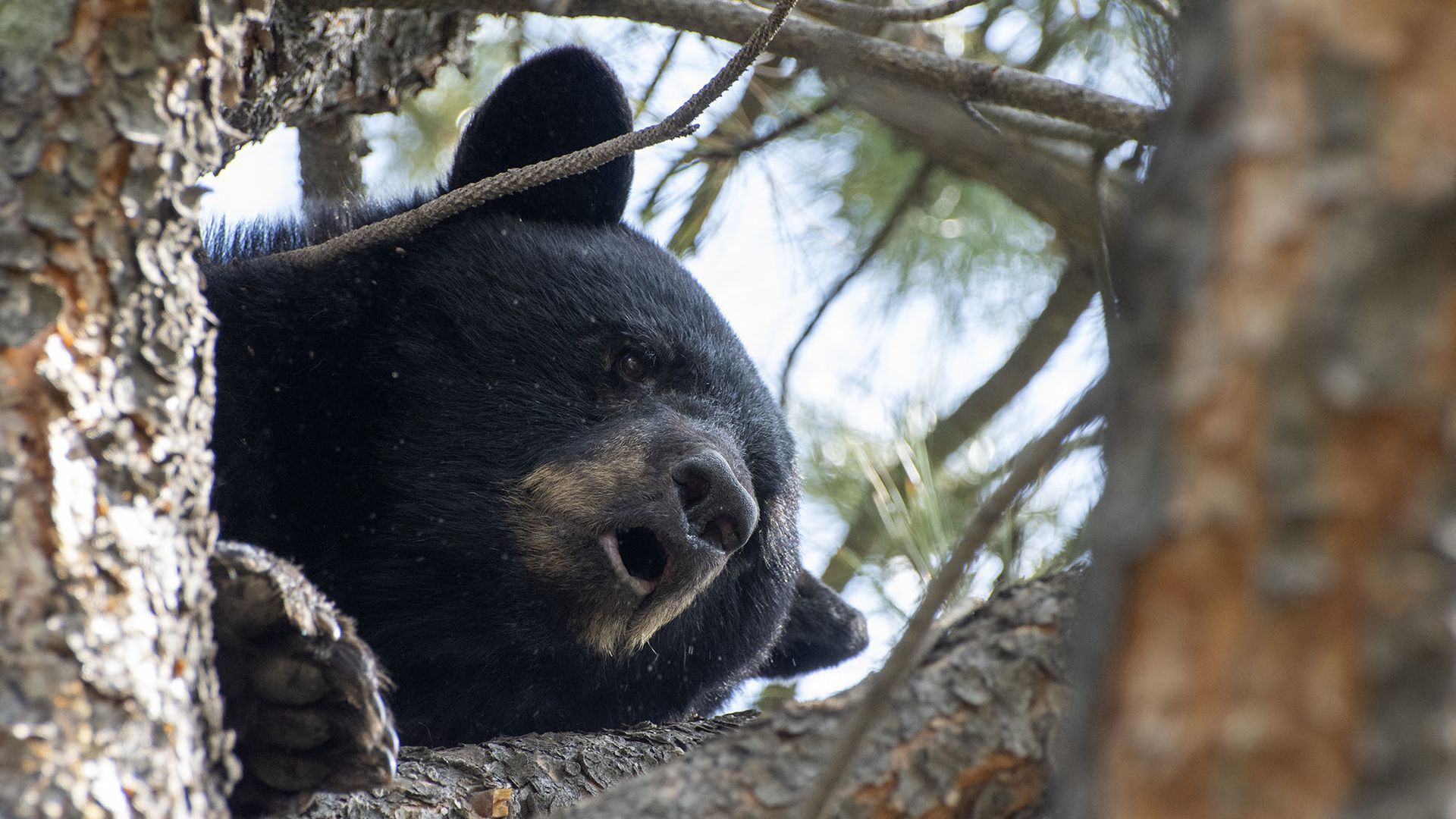A black bear in a tree near C-470 and South Platte Canyon Road.