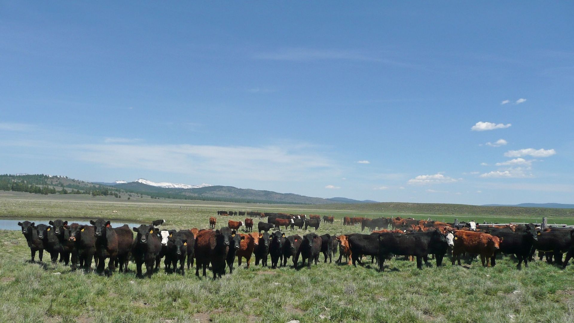 A photo of a herd of cattle in a rangeland.