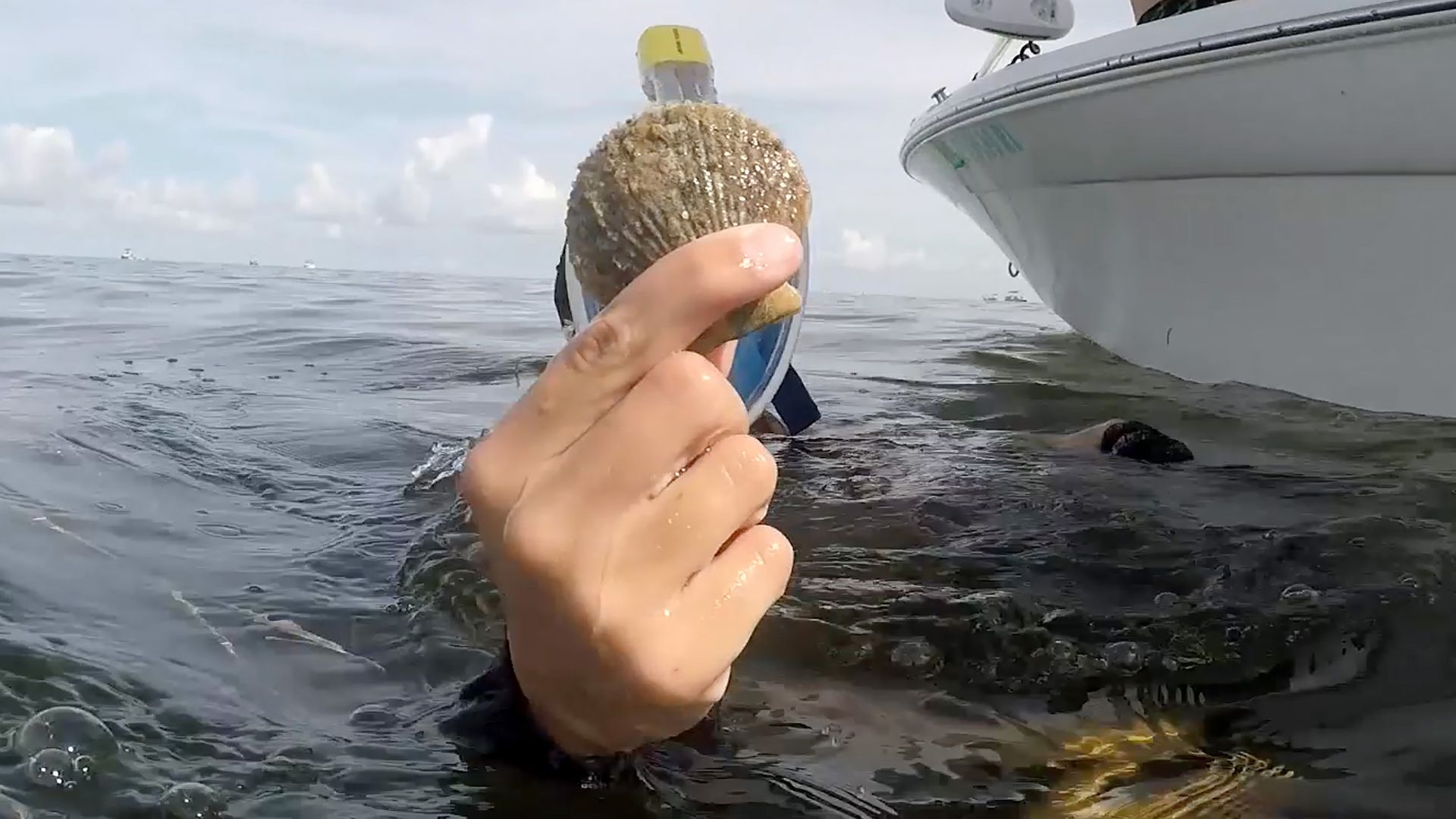 Kaley Taylor holds up a scallop she found in Homosassa Bay on Saturday, July 14, 2018. 